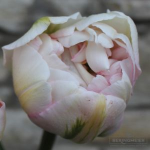 Gefüllte Späte Tulpen Finola