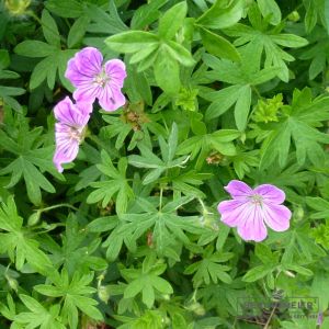 Geranium tuberosum (Knollen-Storchschnabel, Kranichschnabel )