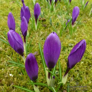 Crocus Großblumige Grand Maitre, Zwiebel-Gr. 9/10 Gärtnerqualität