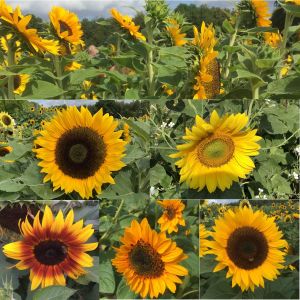 Sonnenblumen Herbstschönheit - Helianthus annuus