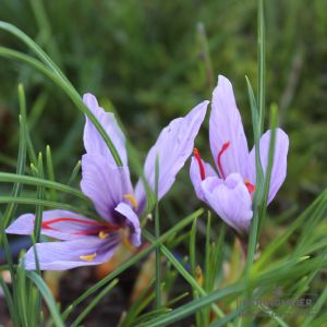 Safrankrokus- Crocus sativus - teuerstes Gewürz der Welt