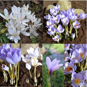 Krokus herbstblühende Prachtmischung inkl. Safrankrokus