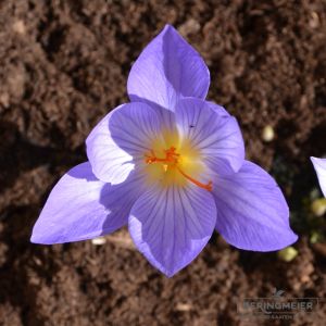 Crocus pulchellus -  Herbstblühender Krokus