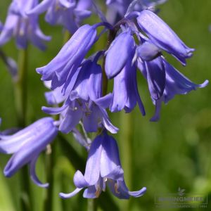 Hyacinthoides non-scripta (Hasenglöckchen)