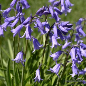 Hyacinthoides hispanica Prachtmischung