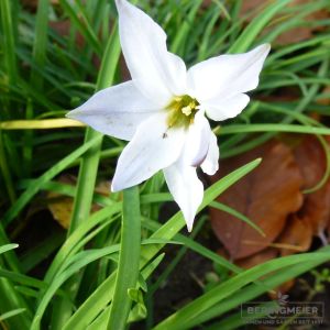 Ipheion uniflorum (Frühlingslichtstern)