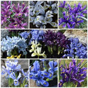 Iris bienenfreundliche Mischung