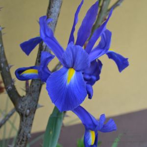 Iris hollandica Prof. Blaauw