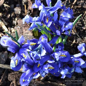 Iris reticulata Harmony