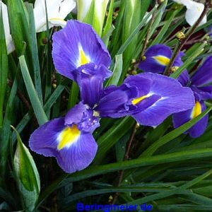 Iris hollandica Blue Magic