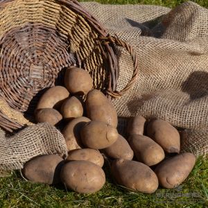 Pflanzkartoffeln Cilena - zertifizierte Pflanzkartoffel