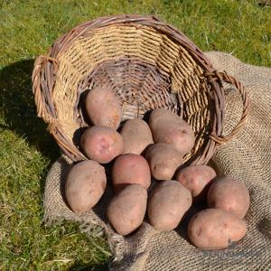Pflanzkartoffeln Rosara - zertifizierte Pflanzkartoffel