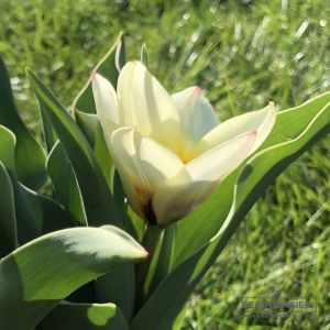 Kaufmanniana Tulpen Hope
