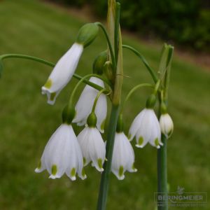 Leucojum aestivum Gravetye Giant