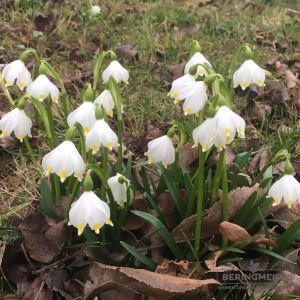 Leucojum vernum - Frühjahrsknotenblume - echter Märzenbecher