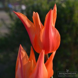 Lilienblütige Tulpen Ballerina