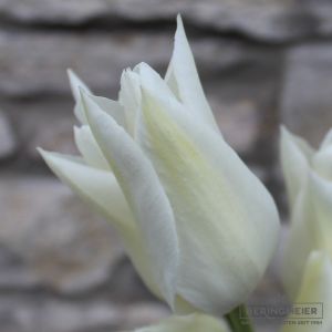 Lilienblütige Tulpen White Triumphator