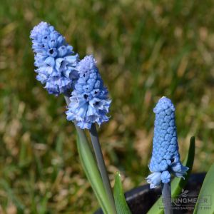 Muscari Traubenhyazinthe azureum