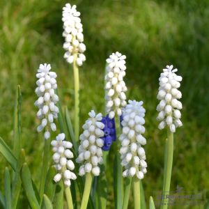 Muscari Traubenhyazinthe botryoides Album