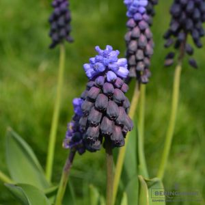 Muscari Traubenhyazinthe latifolium