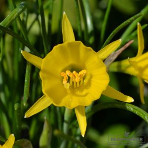 Narcissus bulbocodium conspicuus (Reifrocknarzisse)