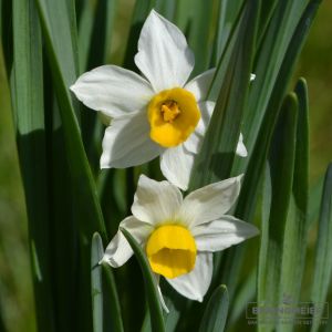 Narcissus canaliculatus