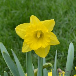 Narcissus obvallaris