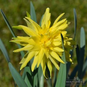 Narcissus Rip van Winkle