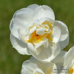 Gefüllte Narzissen Bridal Crown