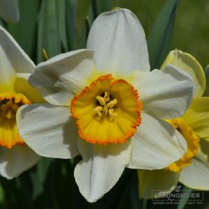 Großkronige Narzissen Flower Record