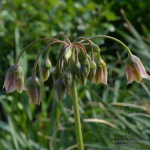 Nectaroscordum siculum ssp bulgaricum - Sizilianischer Honiglauch