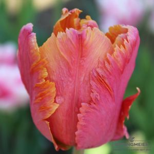 Papagei Tulpen Amazing Parrot