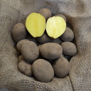 Pflanzkartoffeln Granola - zertifizierte Pflanzkartoffel