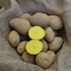 Pflanzkartoffeln Princess - zertifizierte Pflanzkartoffel