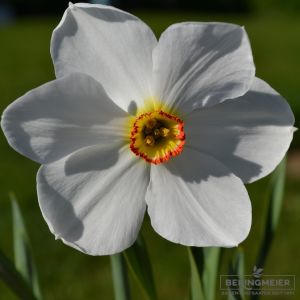 Poeticus-Narzissen Actaea (Dichternarzisse)