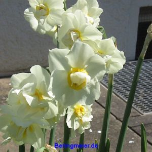 Poeticus-Narzissen Plenus (albus plenus odoratus - Dichternarzisse)