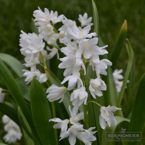 Puschkinia scilloides var libanotica Alba