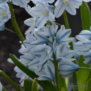 Puschkinia scilloides var libanotica