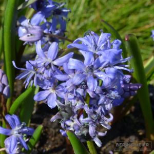 Scilla bifolia (Zweiblättriger Blaustern)