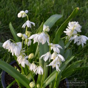 Scilla siberica Alba