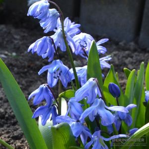 Scilla siberica Spring Beauty (Sibirischer Blaustern)