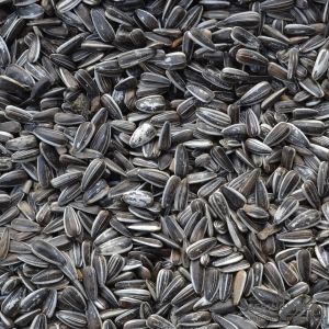 Sonnenblumenkerne - 5 kg Wildvogelfutter - Gestreifte Sonnenblumenkerne