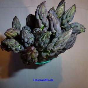 Spargel Pacific Purple F1-Hybride - 25 Pflanzen Violetter Spargel