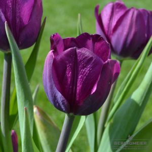Triumph Tulpen Negrita