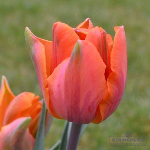 Triumph Tulpen Prinses Irene