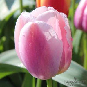 Triumph Tulpen Rosalie